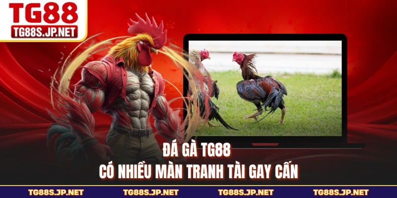 Đá gà TG88 có nhiều màn tranh tài gay cấn