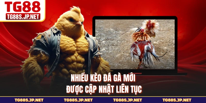 Nhiều kèo đá gà mới được cập nhật liên tục